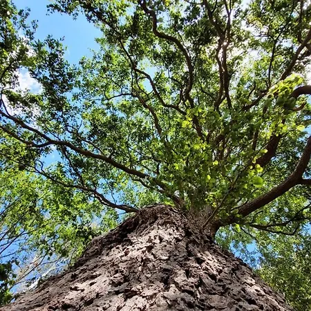 Winnica Niebo - Z Balia Nad Jeziorem *